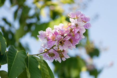 Queens Flower or Inthanin flower in Thailand, Queens crape myrtle, Pride of India, Lagerstroemia...
