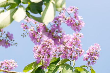 Queens Flower or Inthanin flower in Thailand, Queens crape myrtle, Pride of India, Lagerstroemia speciosa, cheerful blooming in park. Selective focus.の写真素材