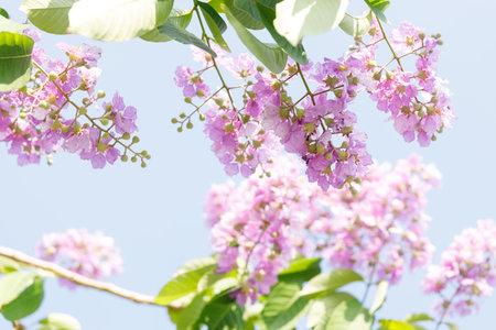 Queens Flower or Inthanin flower in Thailand, Queens crape myrtle, Pride of India, Lagerstroemia...