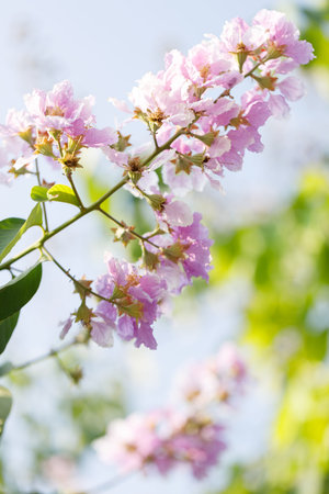 Queens Flower or Inthanin flower in Thailand, Queens crape myrtle, Pride of India, Lagerstroemia...