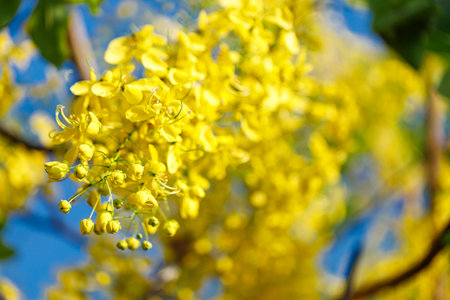 Golden shower tree cheerful blooming in natural park. Cassia fistula. Selective focus.の写真素材