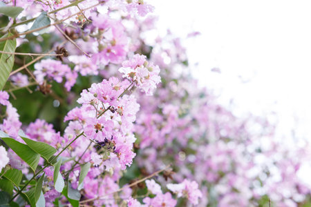 Queens Flower or Inthanin flower in Thailand, Queens crape myrtle, Pride of India, Jarul, banaba plant, Lagerstroemia speciosa, cheerful blooming in park. Selective focus.の写真素材