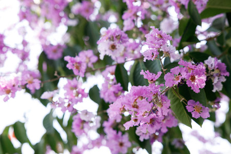 Queens Flower or Inthanin flower in Thailand, Queens crape myrtle, Pride of India, Jarul, banaba plant, Lagerstroemia speciosa, cheerful blooming in park. Selective focus.の写真素材