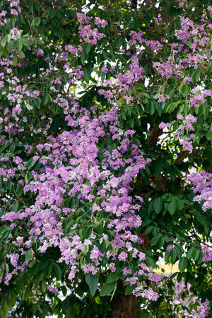 Queens Flower or Inthanin flower in Thailand, Queens crape myrtle, Pride of India, Jarul, banaba plant, Lagerstroemia speciosa, cheerful blooming in park. Selective focus.の写真素材