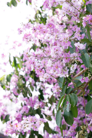 Queens Flower or Inthanin flower in Thailand, Queens crape myrtle, Pride of India, Jarul, banaba plant, Lagerstroemia speciosa, cheerful blooming in park. Selective focus.の写真素材