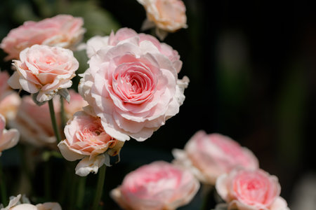 Pink beautiful blooming roses in garden, close up. Selective focus.の写真素材