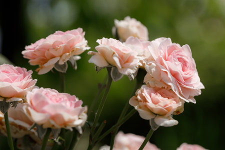 Pink beautiful blooming roses in garden, close up. Selective focus.の写真素材