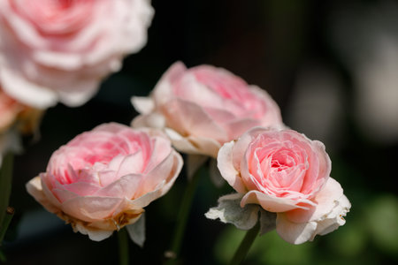 Pink beautiful blooming roses in garden, close up. Selective focus.の写真素材