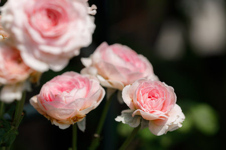Pink beautiful blooming roses in garden, close up. Selective focus.の写真素材
