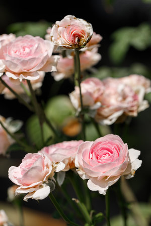 Pink beautiful blooming roses in garden, close up. Selective focus.の写真素材