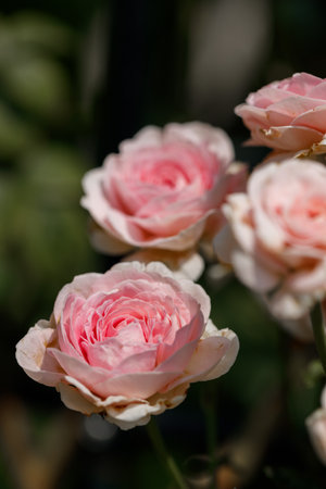 Pink beautiful blooming roses in garden, close up. Selective focus.の写真素材