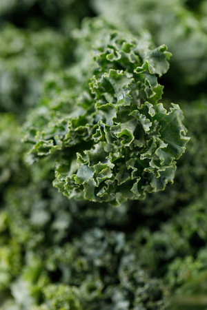 Fresh green Kale leaf salad vegetable. Selective focus.の写真素材
