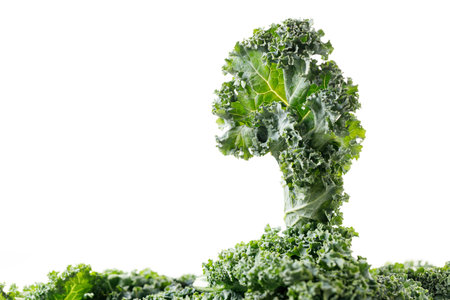 Fresh green Kale leaf salad vegetable on white background. Selective focus.の写真素材