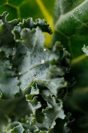 Fresh green Kale leaf salad vegetable with water drops background. Selective focus.