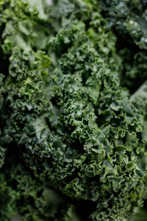 Fresh green Kale leaf salad vegetable. Selective focus.の写真素材