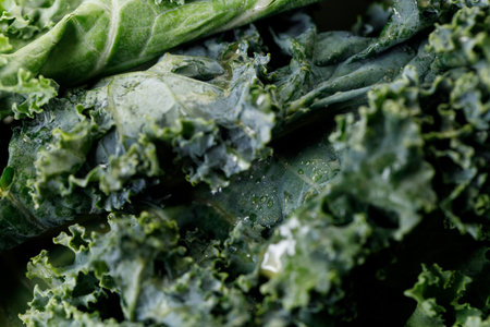 Fresh green Kale leaf salad vegetable with water drops background. Selective focus.の写真素材
