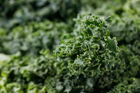 Fresh green Kale leaf salad vegetable. Selective focus.の写真素材