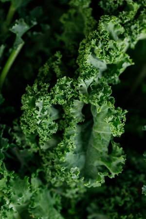 Fresh green Kale leaf salad vegetable. Selective focus.