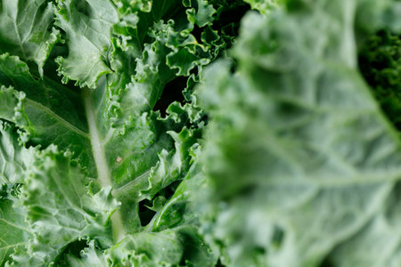 Fresh green Kale leaf salad vegetable. Selective focus.の写真素材