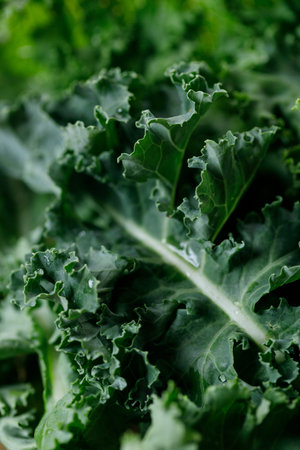Fresh green Kale leaf salad vegetable with water drops background. Selective focus.