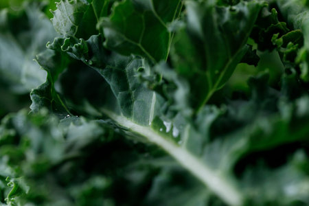 Fresh green Kale leaf salad vegetable with water drops background. Selective focus.の写真素材