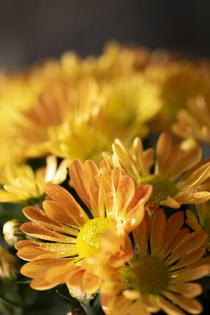 Closeup macro bouquet yellow flowerの写真素材