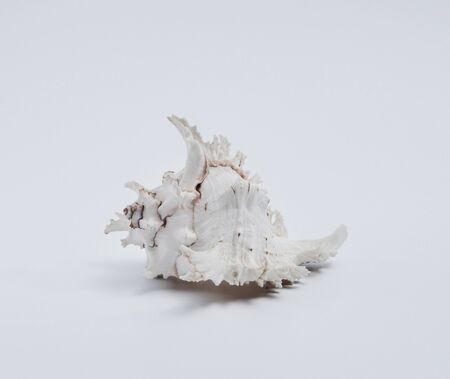 White seashell with white backgroundの写真素材