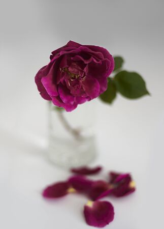 A red rose in a glass roses in glass jar isolated on white backgroundの写真素材