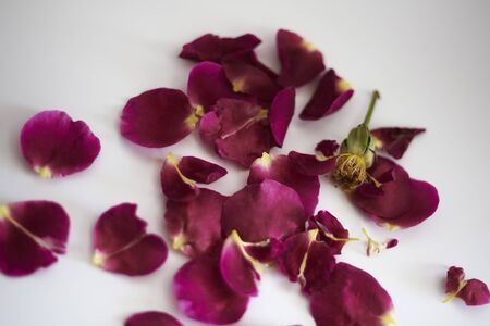 white background with scattered rose petalsの写真素材