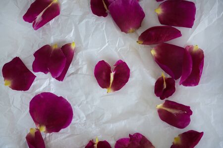 rose petals background on white crumpled paperの写真素材