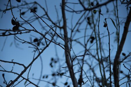 Dead tree branch against blue skyの写真素材