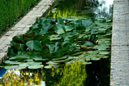 Pond landscaping with aquatic plantsの写真素材