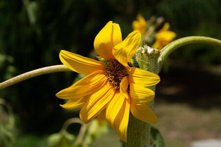 Close up spring flower background in morning natureの写真素材