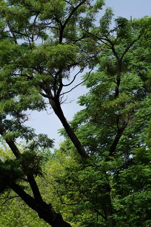 Upper branches of green tree and blue skyの写真素材