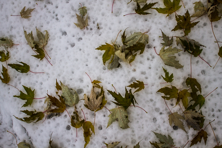 Autumn leaves in snow. Fallen leaves closeup. Snow after rain.の写真素材