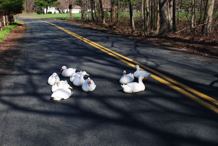 White Ducks on the Roadの写真素材
