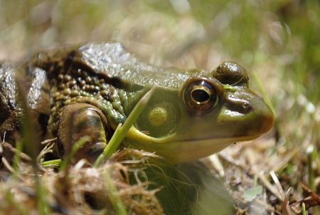 Frogの写真素材
