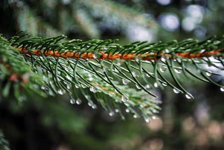 Drops on Pine Branchの写真素材