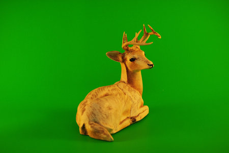 Deerの写真素材