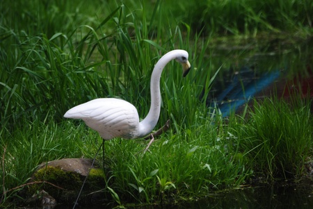 A flamingo on the edge of a pondの写真素材