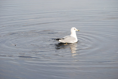 Seagull swiming