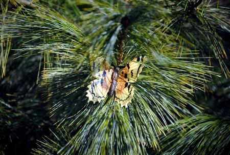 Butterfly in the pinesの写真素材