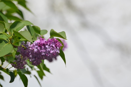 Purple Lilacの写真素材