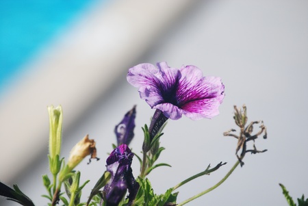 Pansiesの写真素材