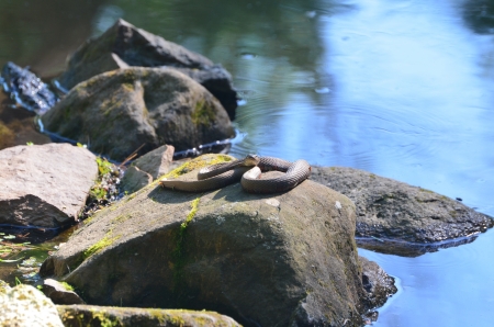 A watersnake sunning on some rocksの写真素材