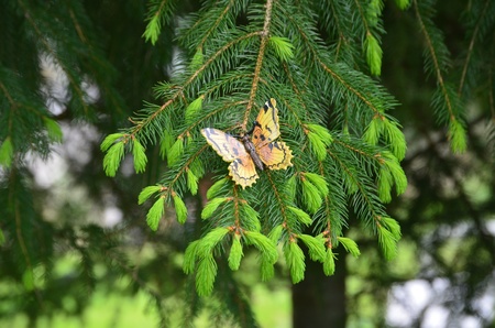 A butterfly in a pine treeの写真素材