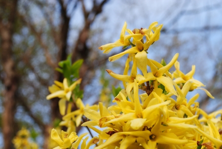 Forsythia in bloomの写真素材