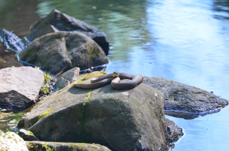 Watersnake on a rockの写真素材