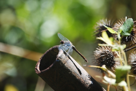 Dragonflyの写真素材