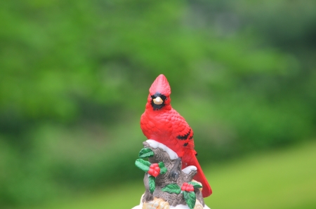 Ornamental cardinalの写真素材